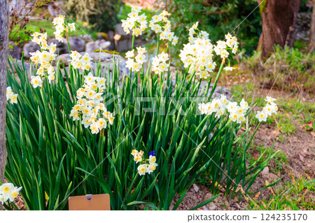 Narcissus tazetta (paperwhite, bunch-flowered narcissus, bunch-flowered daffodil, Chinese sacred lily, cream narcissus, joss flower, polyanthus narcissus) 124235170
