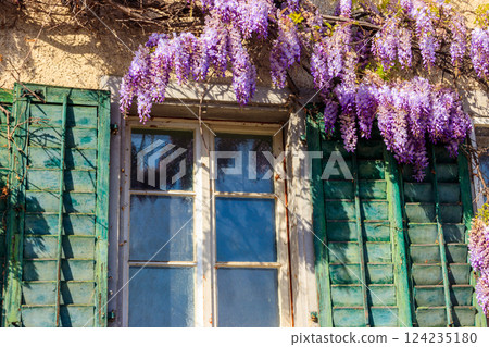 Flowering violet wisteria creeper on the wall 124235180