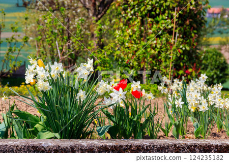 Beautiful daffodils and tulips on flowerbed in a garden Beautiful daffodils and tulips on flowerbed in a garden 124235182