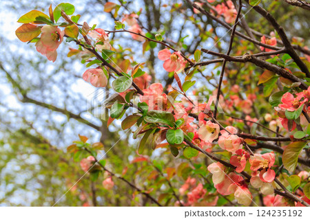 Chaenomeles speciosa, the flowering quince, Chinese quince or Japanese quince in bloom 124235192