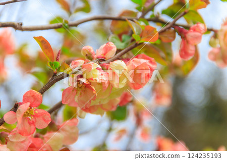 Chaenomeles speciosa, the flowering quince, Chinese quince or Japanese quince in bloom 124235193