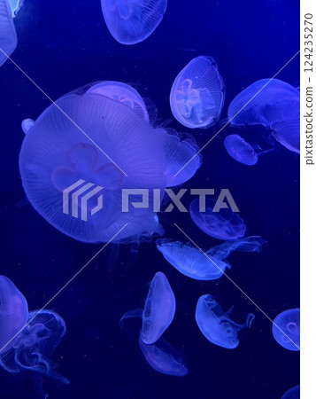 漂浮的水母 漂浮的水母 124235270