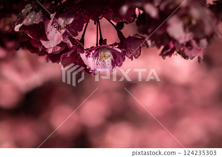 Snow-dropped Kawazu cherry blossoms in full bloom Snow-dropped Kawazu cherry blossoms in full bloom 124235303