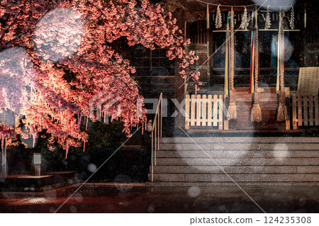 Snowy night, Kawazu cherry blossoms at Sakura Shrine 124235308