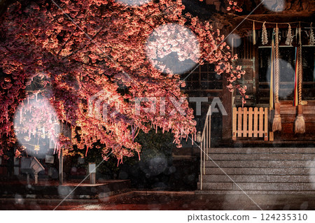 Snowy night, Kawazu cherry blossoms at Sakura Shrine 124235310