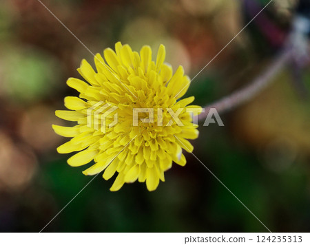 原產於歐洲的歸化植物 菊科 蒲公英 124235313
