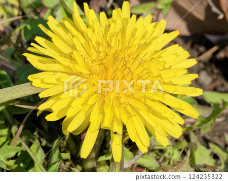 Naturalized plant native to Europe Asteraceae Dandelion 124235322