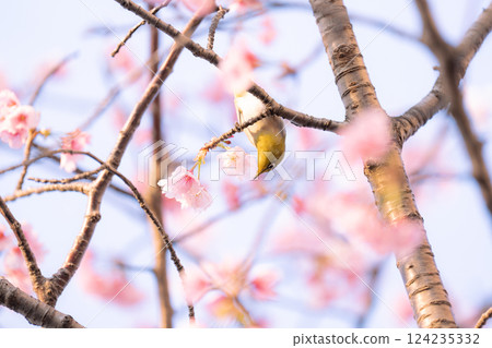 A Japanese white-eye descends on the Kawazu cherry blossoms 124235332
