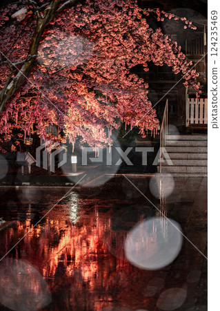 Snowy night, Kawazu cherry blossoms at Sakura Shrine 124235469