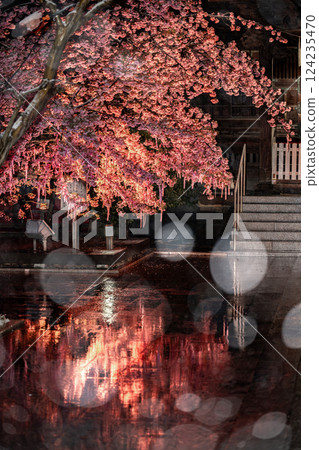 雪夜，櫻花神社的河津櫻花 124235470