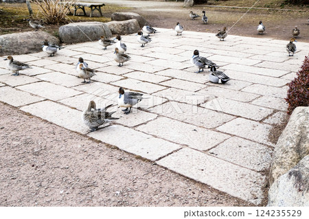 A group of pintails playing around Takamatsu Pond in Morioka City, Iwate Prefecture 124235529