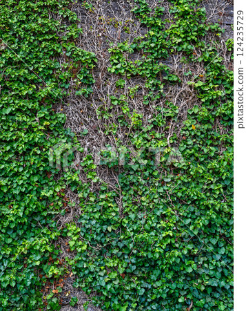 Vibrant green ivy intertwines with faded, brown vines on an old stone wall, creating a striking natural texture under clear daylight. This outdoor scene captures a blend of vitality and age. Vibrant green ivy intertwines with faded, brown vines on an old stone wall, creating a striking natural texture under clear daylight. This outdoor scene captures a blend of vitality and age. 124235729