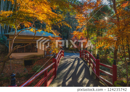 靜岡縣袋井市湯山寺的清晨風景，秋葉紛飛 124235742