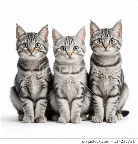 Three tabby cats sitting side by side 124235781
