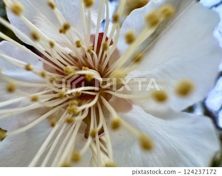 white plum blossom white plum blossom 124237172