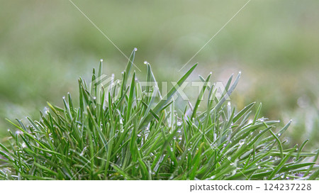 Dew on the spring, morning grass Dew on the spring, morning grass 124237228