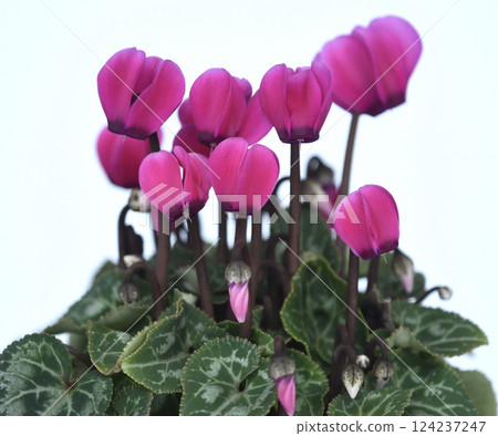 Elegant red cyclamen (photo by Fix) Elegant red cyclamen (photo by Fix) 124237247