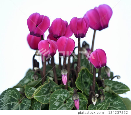 Elegant red cyclamen (photo by Fix) Elegant red cyclamen (photo by Fix) 124237252