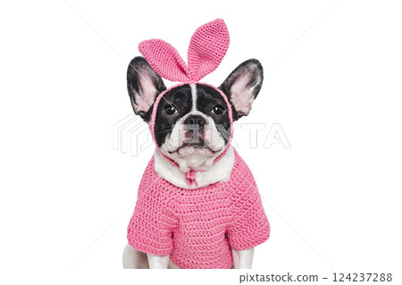 Lovable, pretty puppy and bunny ears. Close-up Lovable, pretty puppy and bunny ears. Close-up 124237288