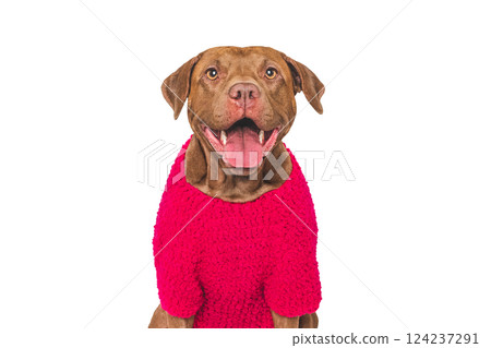 Cute dog and red warm knitted sweater Cute dog and red warm knitted sweater 124237291