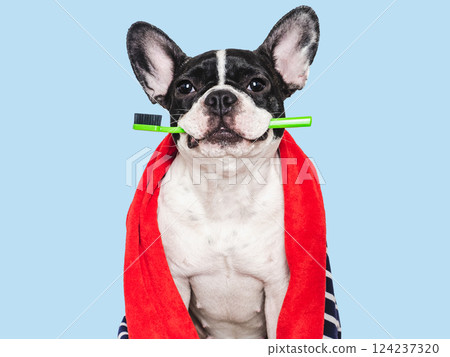 Cute puppy, towel and toothbrush. Studio shot 124237320