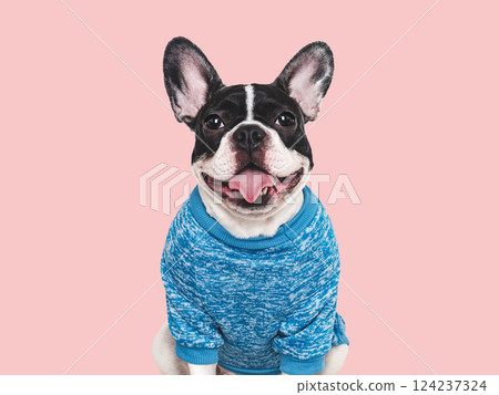 Cute puppy and stylish T-shirt. Studio shot Cute puppy and stylish T-shirt. Studio shot 124237324