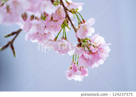 新開的櫻花 新開的櫻花 124237375
