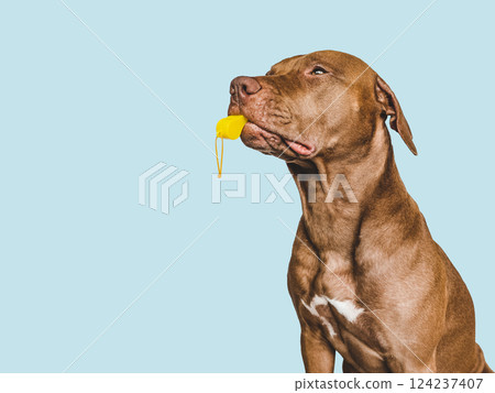 Charming, lovable puppy and referee's whistle. World Cup 124237407