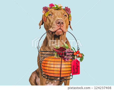 Lovely brown puppy and ripe, juicy pumpkin 124237408