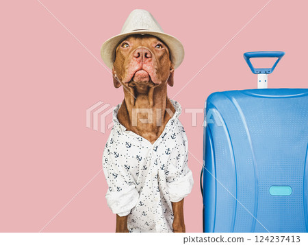 Cute brown puppy and and a blue travel suitcase Cute brown puppy and and a blue travel suitcase 124237413