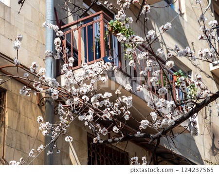 first white blossoms on cherry tree and house first white blossoms on cherry tree and house 124237565