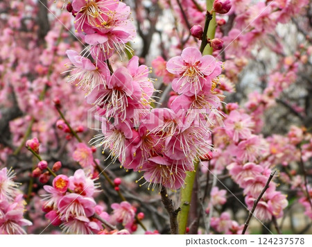 粉紅色的梅花 124237578