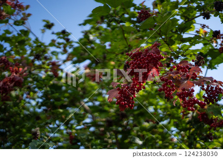 red viburnum berries on tree branch at summer in garden outdoor 124238030