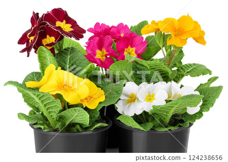 multi-colored primrose in black pot isolated on white background. 124238656
