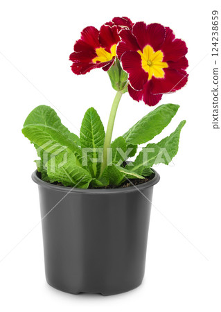 purple primrose in black pot isolated on white background. 124238659