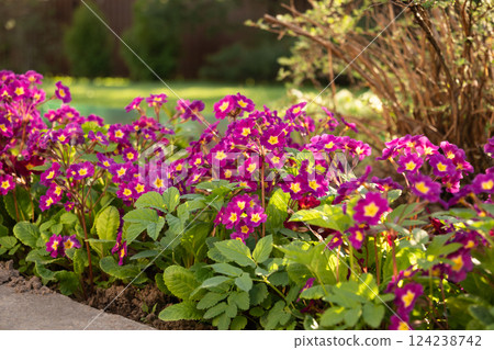 Perennial primroses or primula in garden. Spring flowers on flower bed. Outdoors. Close up. Seasonal gardening and hobby. Perennial primroses or primula in garden. Spring flowers on flower bed. Outdoors. Close up. Seasonal gardening and hobby. 124238742