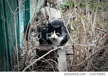 Homeless cat in a cell. Cat in an animal 124238992