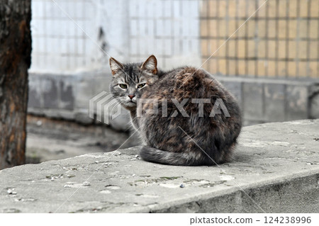 The cute gray fat British shorthair cat is sleeping on a warm and comfortable pet sofa bed. The sun shines through the window. It enjoys the tranquility and effectively relieves 124238996