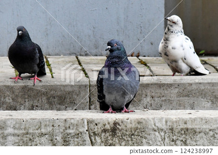 Homing pigeons, also known as postal pigeons or messenger pigeons, are pigeons Homing pigeons, also known as postal pigeons or messenger pigeons, are pigeons 124238997