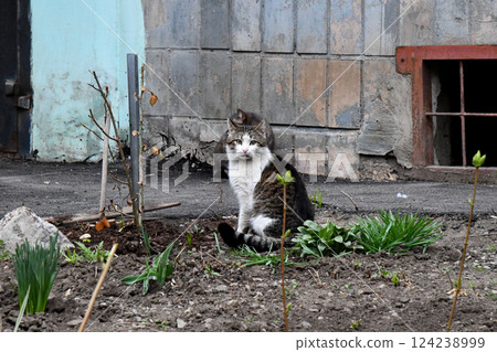 The cute gray fat British shorthair cat is sleeping on a warm and comfortable pet sofa bed. The sun shines through the window. It enjoys the tranquility and effectively relieves 124238999