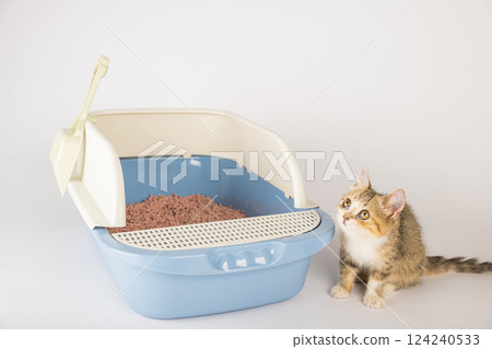 In an isolated setting a cat occupies a litter box on a clean white background highlighting the importance of animal care and hygiene through the use of a cat tray. 124240533