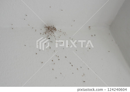 The problem of midges in the house. Lots of midges in a spider web in the corner of the wall The problem of midges in the house. Lots of midges in a spider web in the corner of the wall 124240604