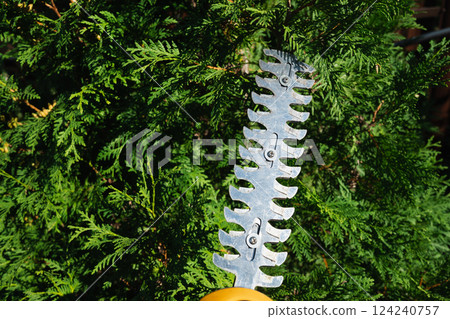 Electricity garden scissors. Trimming bush work in the garden. Close up. Season work. Outdoors. 124240757