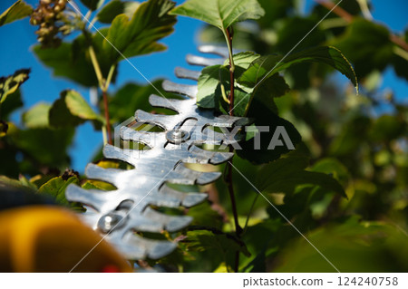 Electricity garden scissors. Trimming bush work in the garden. Close up. Season work. Outdoors. 124240758
