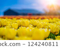 Magical landscape with fantastic beautiful tulips field in Netherlands on spring. Blooming multicolor dutch tulip fields in a dutch landscape Holland. Travel and vacation concept. Selective focus.  124240811