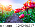 Magical landscape with fantastic beautiful tulips field in Netherlands on spring. Blooming multicolor dutch tulip fields in a dutch landscape Holland. Travel and vacation concept. Selective focus.  124240817