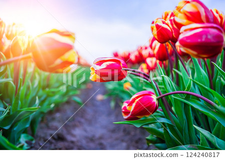 Magical landscape with fantastic beautiful tulips field in Netherlands on spring. Blooming multicolor dutch tulip fields in a dutch landscape Holland. Travel and vacation concept. Selective focus. Magical landscape with fantastic beautiful tulips field in Netherlands on spring. Blooming multicolor dutch tulip fields in a dutch landscape Holland. Travel and vacation concept. Selective focus. 124240817