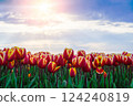 Magical landscape with fantastic beautiful tulips field in Netherlands on spring. Blooming multicolor dutch tulip fields in a dutch landscape Holland. Travel and vacation concept. Selective focus.  124240819