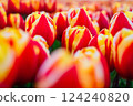 Magical landscape with fantastic beautiful tulips field in Netherlands on spring. Blooming multicolor dutch tulip fields in a dutch landscape Holland. Travel and vacation concept. Selective focus.  124240820