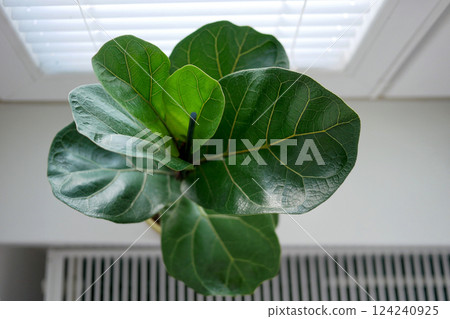 Ficus lyrata in a flowerpot stands on the window. View from above Ficus lyrata in a flowerpot stands on the window. View from above 124240925